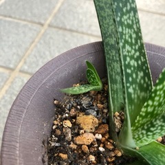 多肉植物・ガステリア・墨鉾の画像