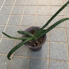 多肉植物・ガステリア・墨鉾の画像