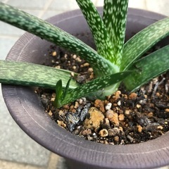 多肉植物・ガステリア・墨鉾の画像