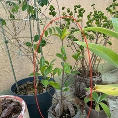 植物