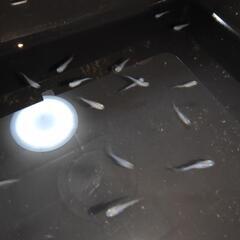 (限定1袋のみ)深海めだか 稚魚15匹