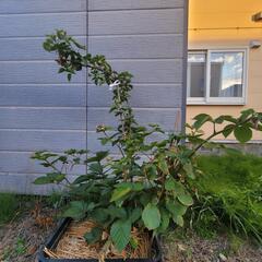 ブラックベリー　トリプルクラウン