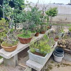 岩松 植木鉢 岩 の画像