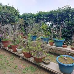 岩松 植木鉢 岩 の画像
