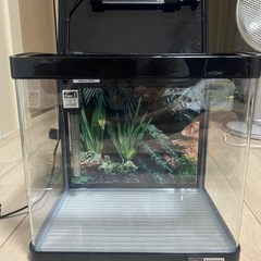コトブキ水槽の画像