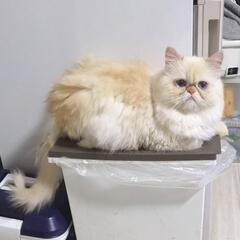 ミヌエット長足 1歳 青い目の男の子 - ペット