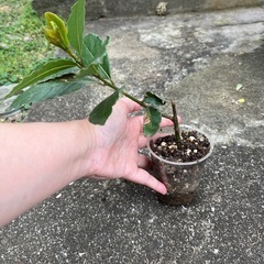 月桂樹 苗 発根すみ 1株 ＋ カット枝 2本の画像