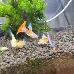 RREAグッピー稚魚の画像