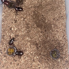 クワガタ　カブトムシ　取引中
の画像