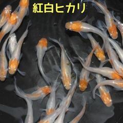 改良メダカ有精卵◆紅白ヒカリ