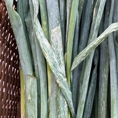 ネギ2キロ　の画像
