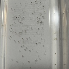 オランジェメダカ 有精卵20個➕αの画像