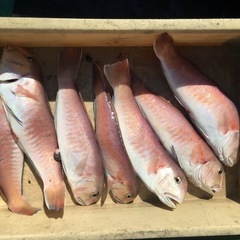 和歌山 船釣り プレジャー タイラバ アマラバ アマダイ