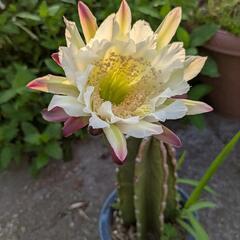 柱サボテン、最長1M. 花芽付ありの画像