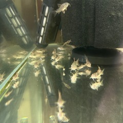 🐠コリドラス ステルバイ  3㎝前後 1匹250円 5匹以上で1匹200円 No.1の画像