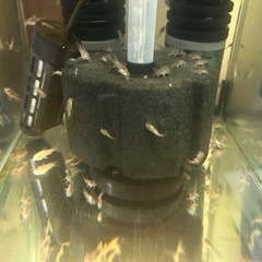 🐠コリドラス ステルバイ  3㎝前後 1匹250円 5匹以上で1匹200円 No.1の画像