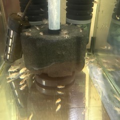 🐠コリドラス ステルバイ  3㎝前後 1匹250円 5匹以上で1匹200円 No.1の画像