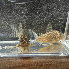 🐠コリドラス ステルバイ  3㎝前後 1匹250円 5匹以上で1匹200円 No.1の画像