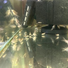 🐠コリドラス ステルバイ  3㎝前後 1匹250円 5匹以上で1匹200円 No.1の画像