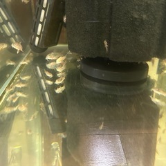 🐠コリドラス アエネウス アルビノ 白コリドラス  3㎝前後 1匹100円 No.3の画像