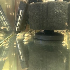 🐠コリドラス アエネウス アルビノ 白コリドラス  3㎝前後 1匹100円 No.3の画像