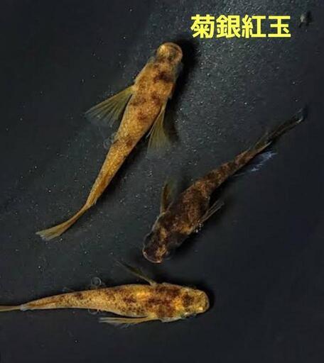 菊間めだか]銀鱗紅玉 1