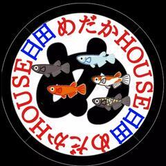 改良めだか有精卵♦ブラックラメLF体外光の画像