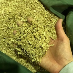 おがくず、木屑　少量欲しい方の画像