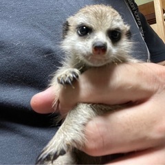 ミーアキャット4匹