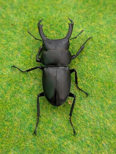 A.H.P.L コクワガタ 51.0 ㎜ ］愛知のコクワは大きい！？ | Project WILD MUSEUM