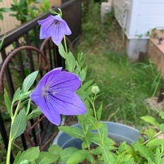 ききょう　　⭐️の画像