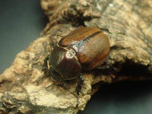 ミニコラヒナカブト？ 決まりました】小サイズ マルガリータヒナカブト ☆オスメスペア