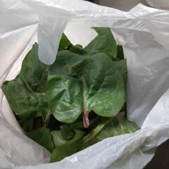 沖縄の野菜　ツルムラサキの画像
