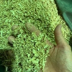 木屑、おがくず　少量欲しい方の画像