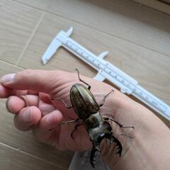 ミヤマクワガタ68mmの画像