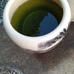 サタンの稚魚（50匹程度）の画像