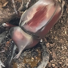 カブトムシの画像