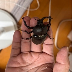カブトムシの画像