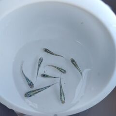 緑光黒百ラメ　メダカの画像