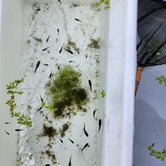 メダカの画像