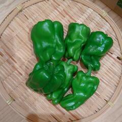 相談中:色々トマト500㌘&ピーマン(おまけ付)の画像