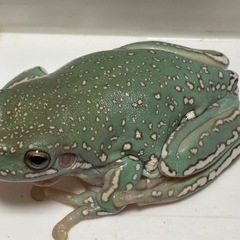 イエアメガエルスノーフレーク　　