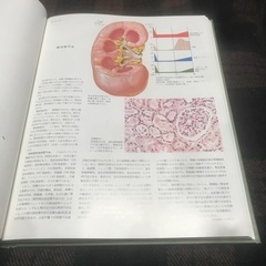 『千円即決』医学図譜集 腎臓編 医学書 の画像