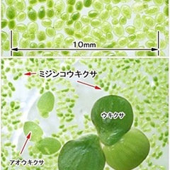 めだか(成魚)の自然なエサに🍀ミジンコウキグサ🍀メダカの副食に最適の画像