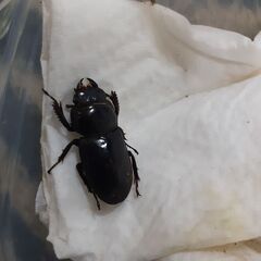 本土ヒラタクワガタ新成虫(メス／狛江市産)⑦の画像