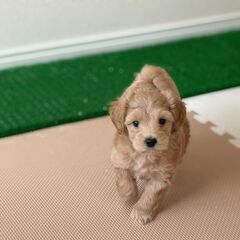 【特典あり‼︎】総額　15万円　３兄妹のおっとり次男くん