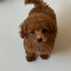 【特典あり‼︎】総額12万円　とても賢く穏やかな性格の子