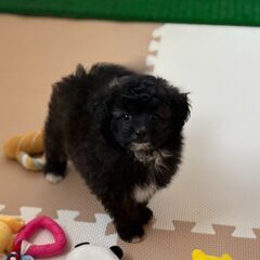 【特典あり‼︎】総額15万円　もっこもこモフモフのポメプー