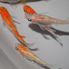 メダカ　完売　紅白ラメ幹之稚魚　№３（１㎝前後）　20匹