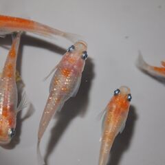 メダカ　完売　紅白ラメ幹之稚魚　№３（１㎝前後）　20匹の画像